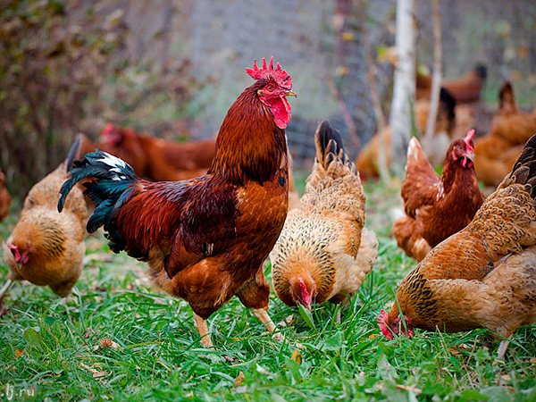 Породы куриц | ЗооТом - продажа, вязка и услуги для животных в Таре