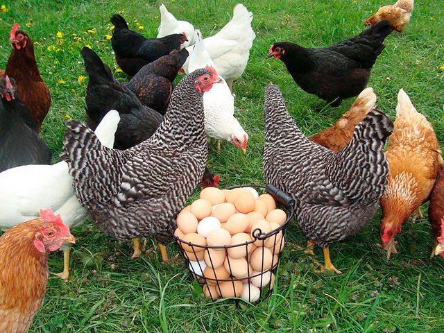 Содержание кур и уход за ними | ЗооТом - продажа, вязка и услуги для животных в Таре