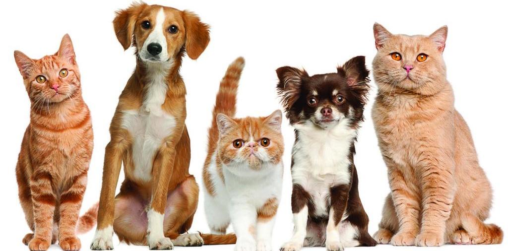Доска объявлений о животных | ЗооТом - продажа, вязка и услуги для животных в Таре