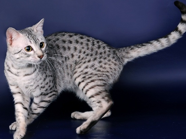 Породы кошек в Таре | ЗооТом портал о животных