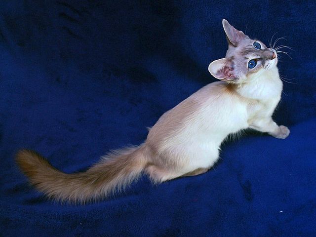 Выведенные породы кошек в Таре | ЗооТом портал о животных