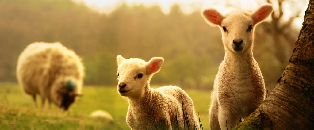 Объявления о сельскохозяйственных животных | ЗооТом - продажа, вязка и услуги для животных в Таре