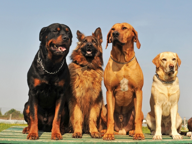 Крупные породы собак в Таре | ЗооТом портал о животных