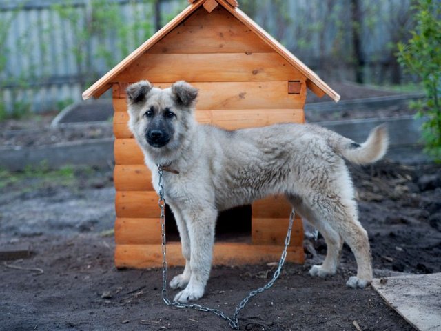 Все о собаках в Таре Все о собаках в Таре